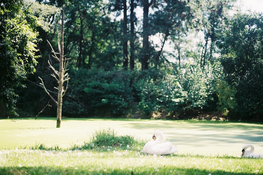 a couple of white swans sitting on top of a lush green field