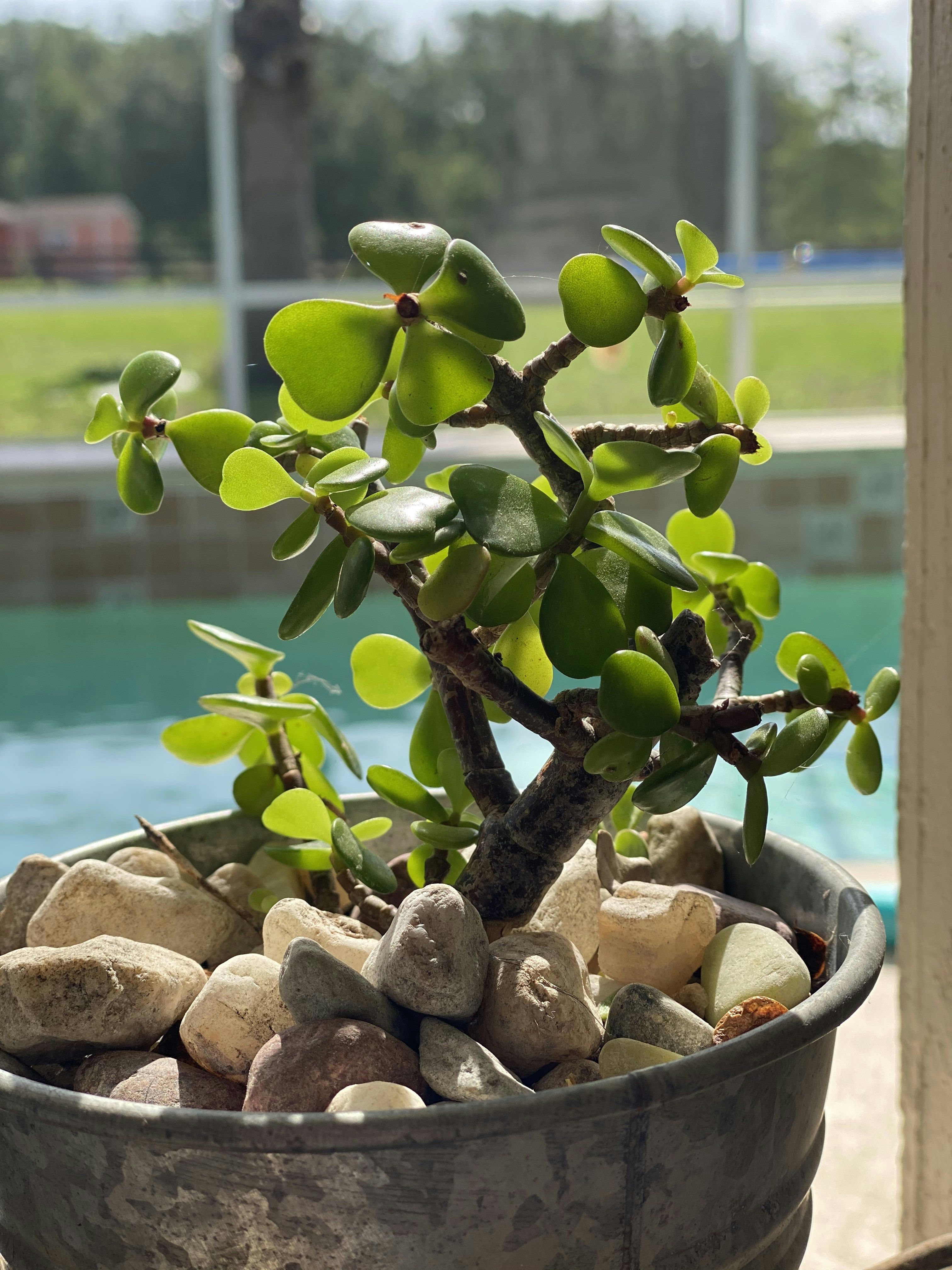 a bonsai tree in a pot on a table