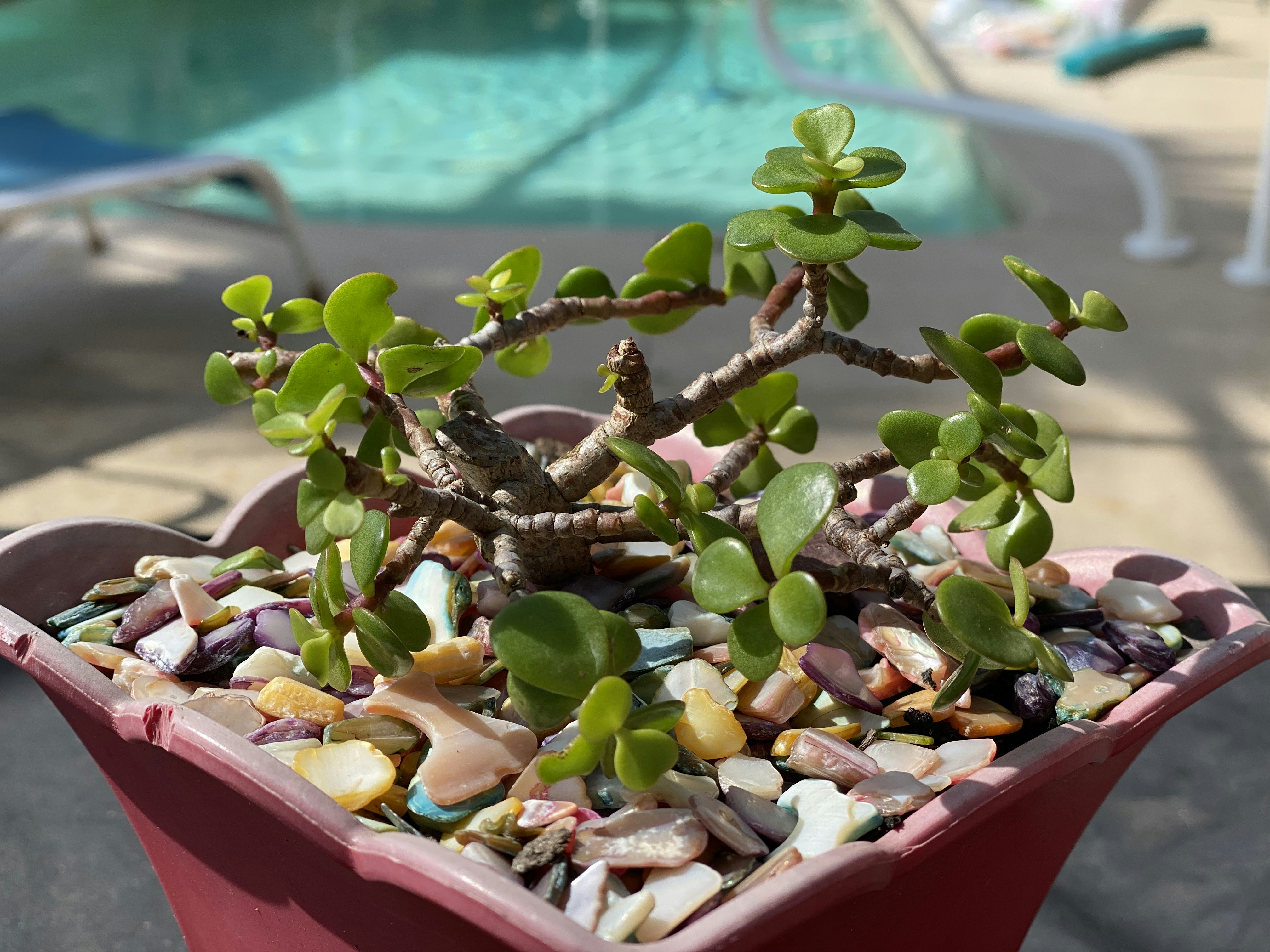 a small bonsai tree in a red container next to a pool