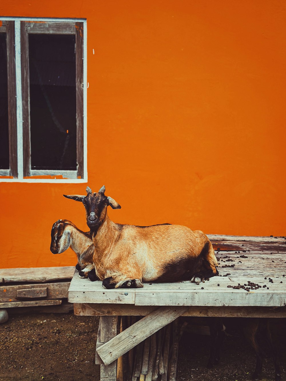 a goat laying on top of a wooden table