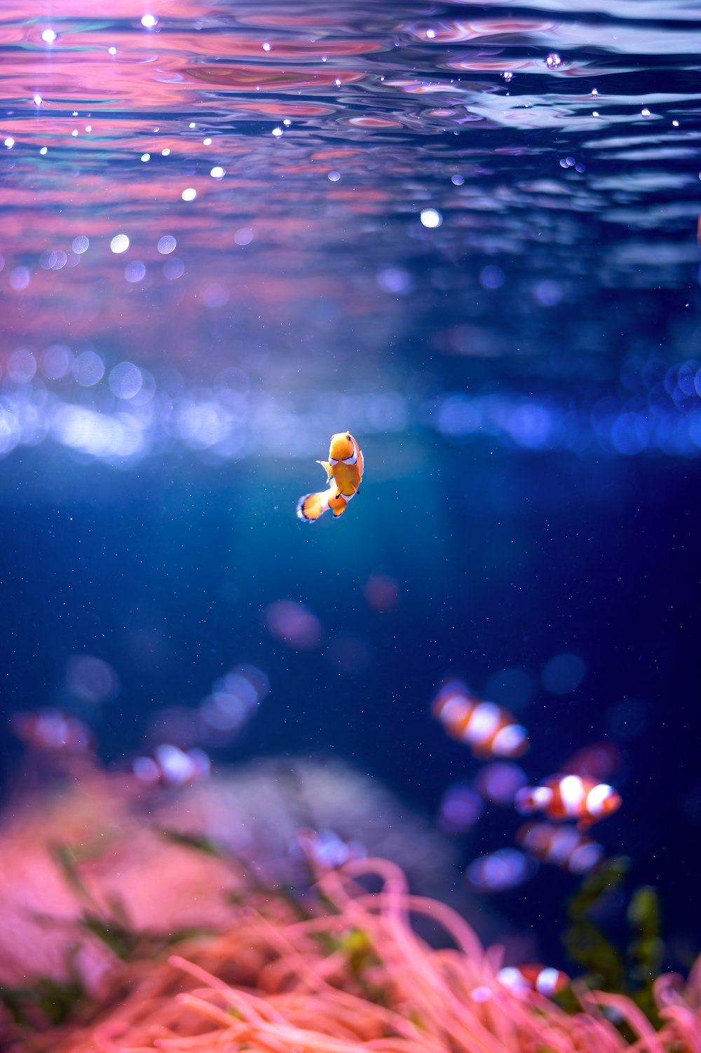 a fish swims in the water near a coral reef