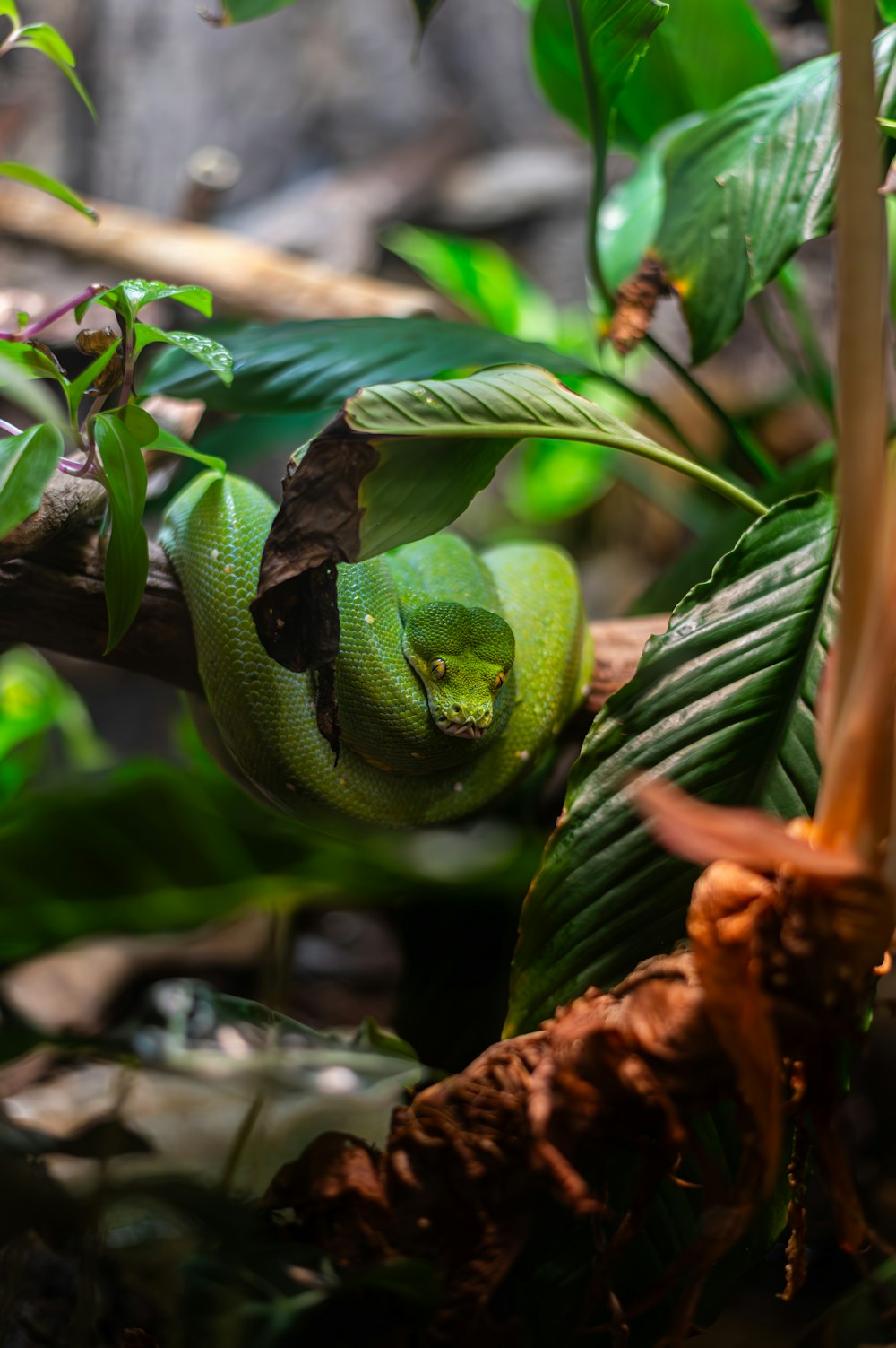 a green snake curled up on a tree branch