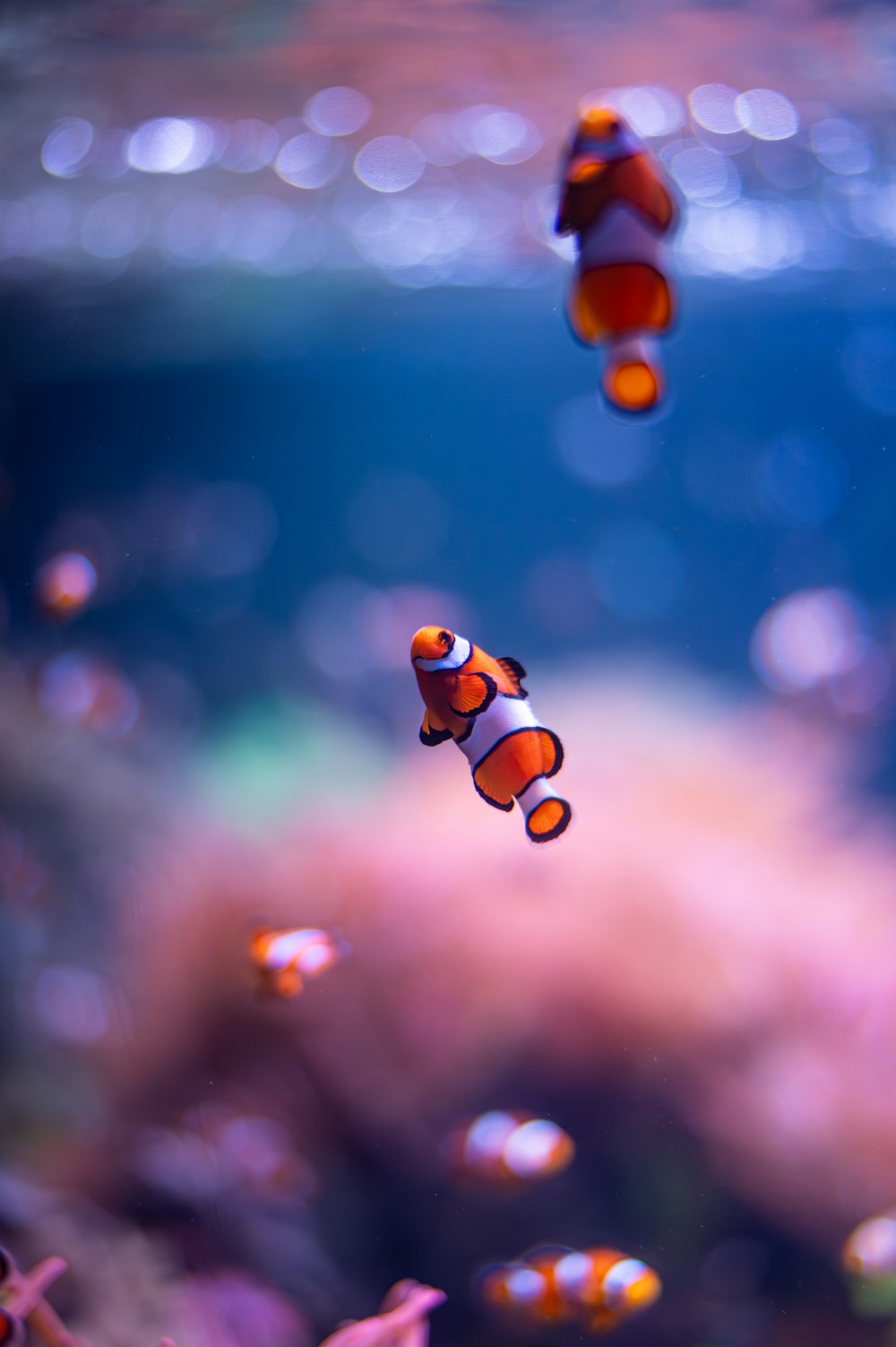 a group of clown fish swimming in an aquarium