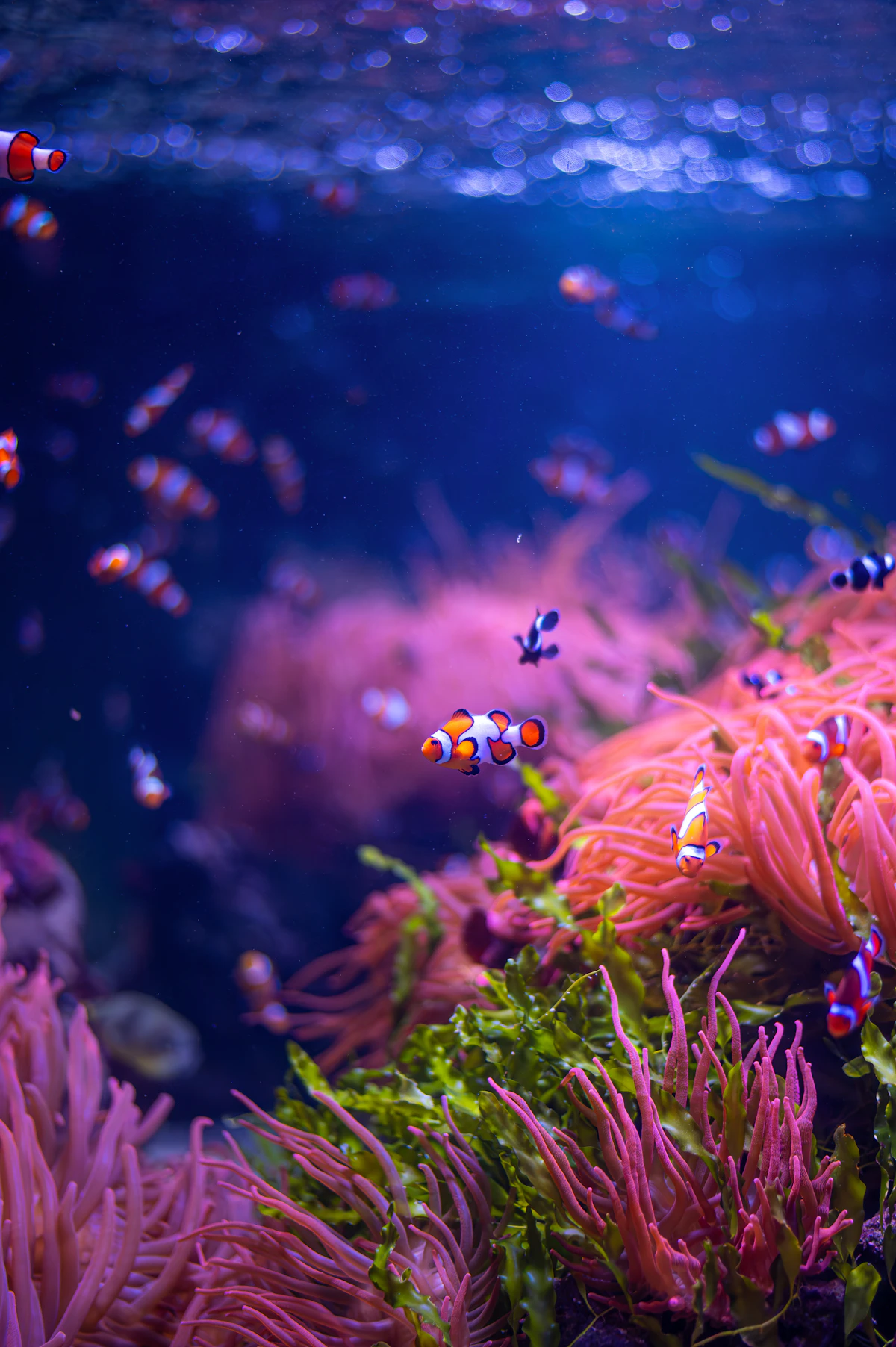 Grupo de peces payaso nadando en un acuario