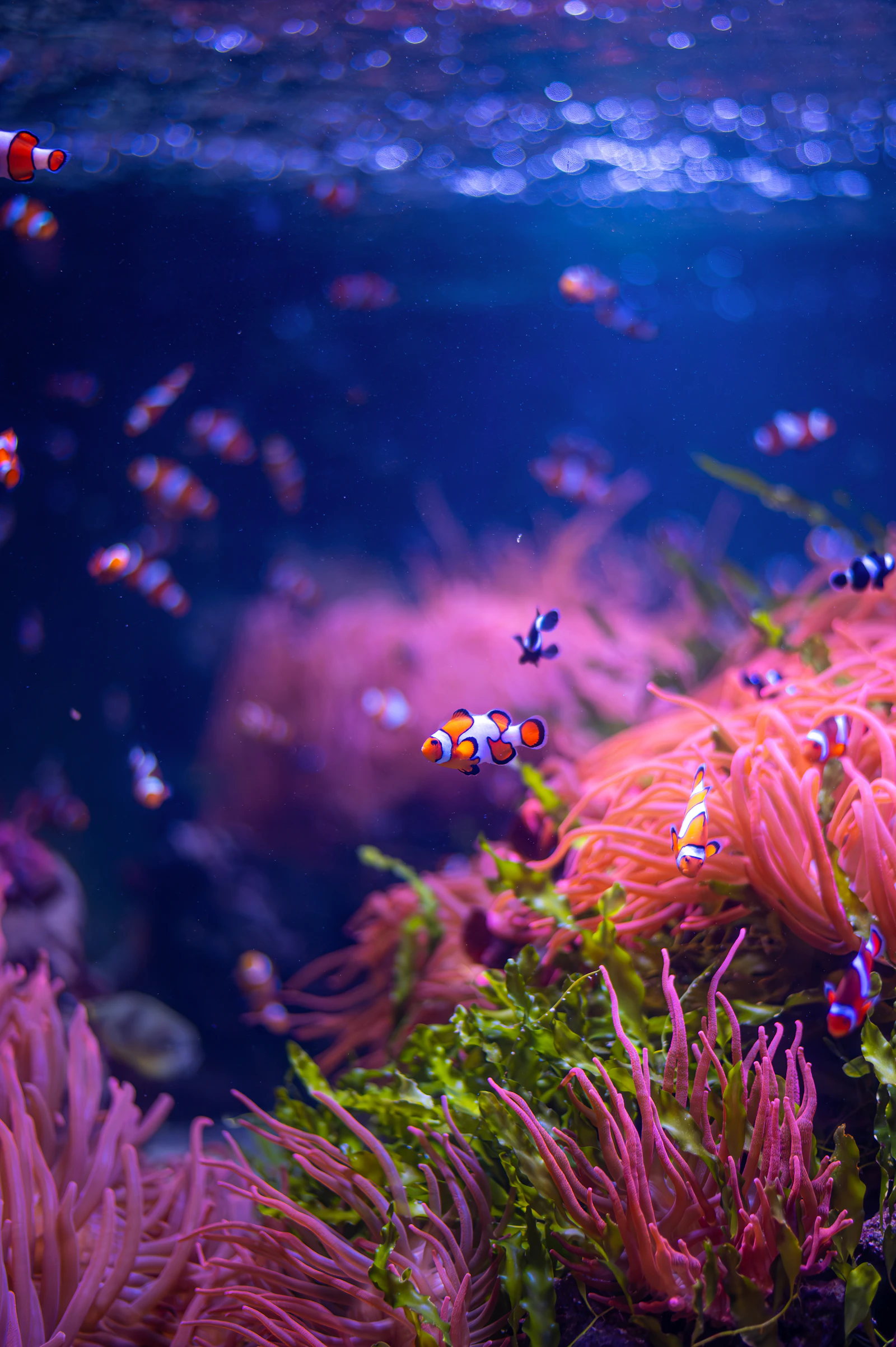 Breeding tank: how to set up a dedicated spawning aquarium — aquarium guide