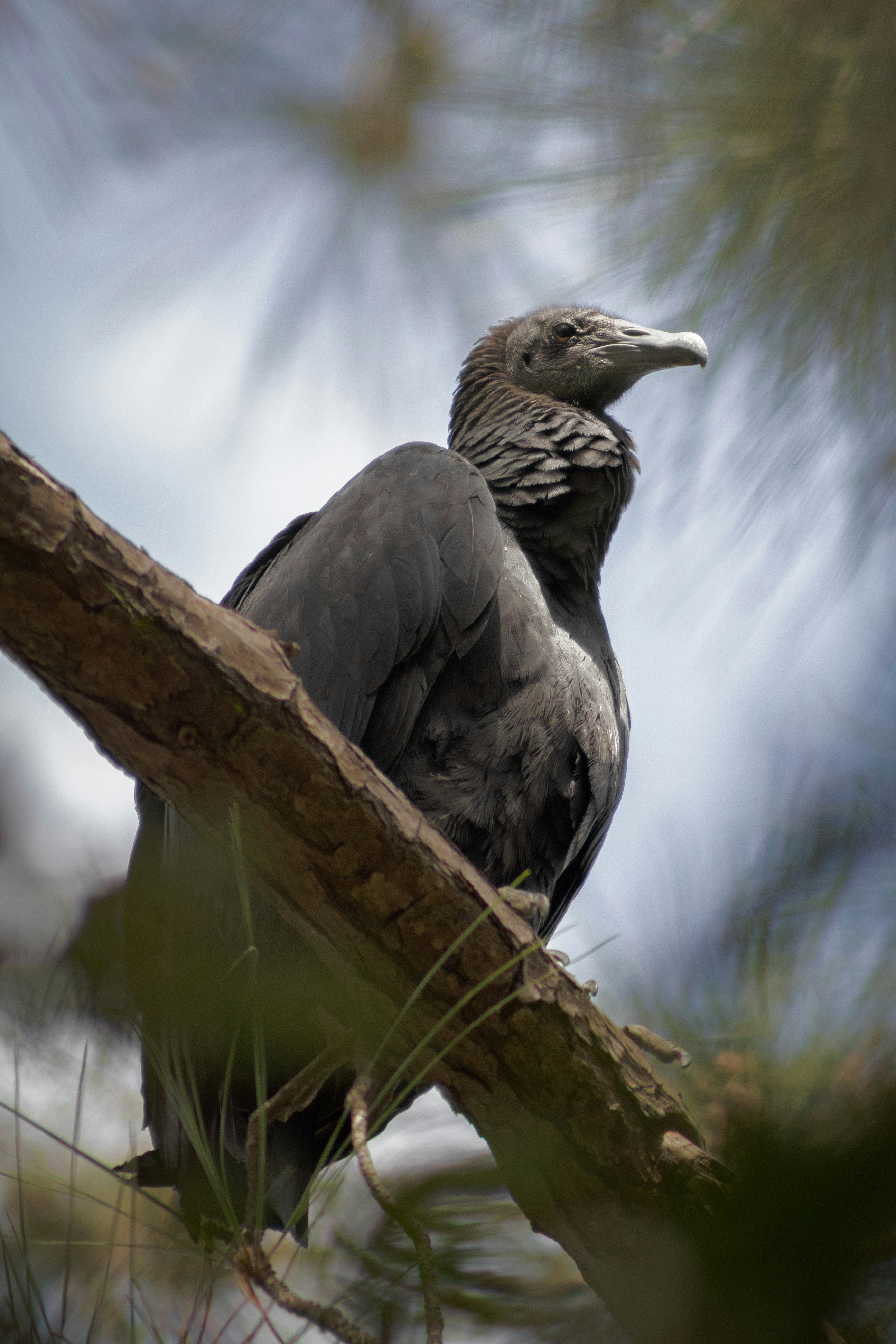 Photo by falconnovoa