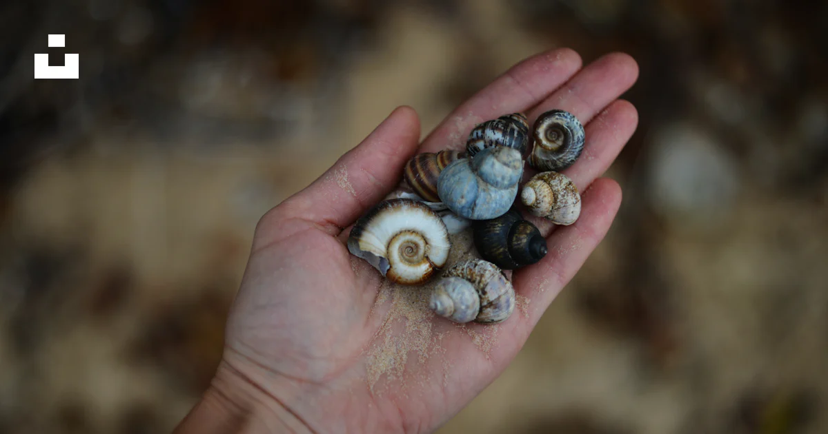 A hand holding a handful of sea shells photo – Free Ukraine Image on ...