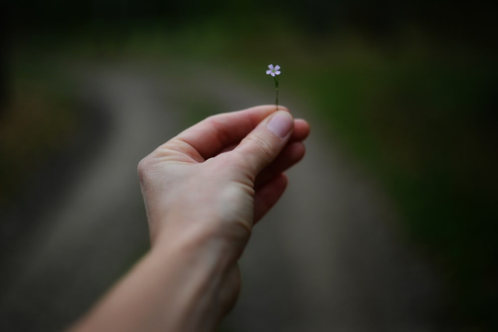 a person holding a small white flower in their hand