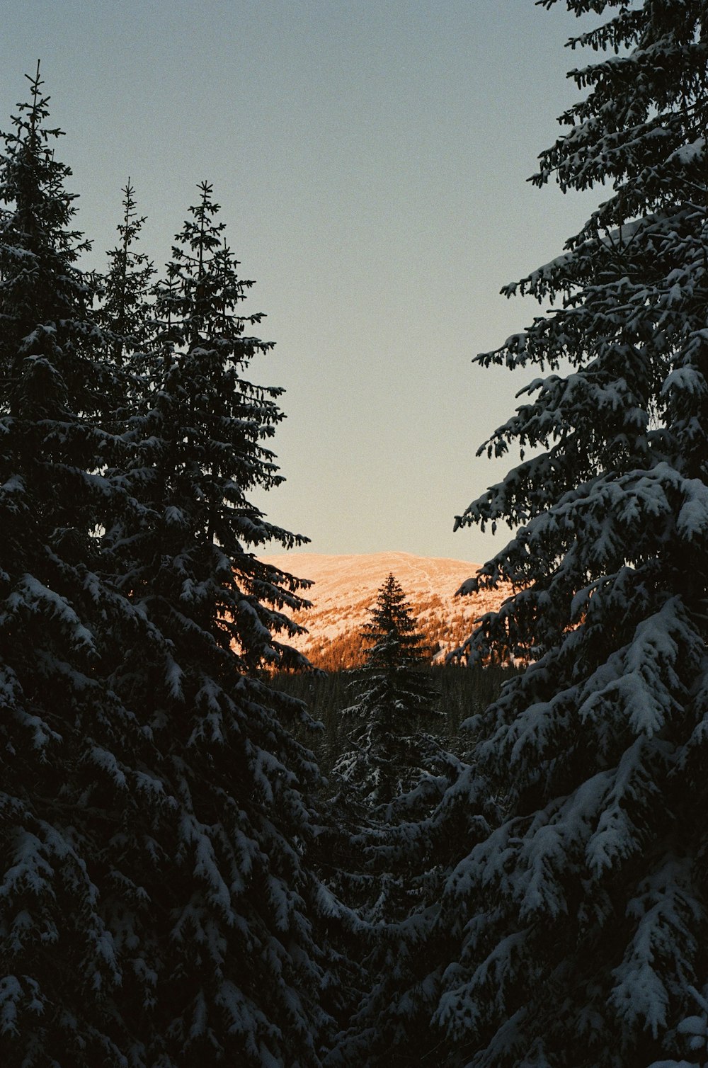 a snow covered forest with a mountain in the background