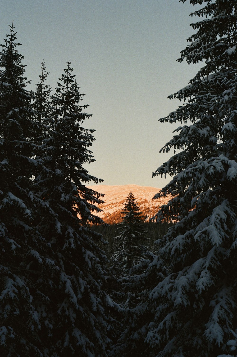 une forêt enneigée avec une montagne en arrière-plan