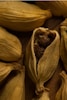 Foto ravvicinata di un seme di cardamomo