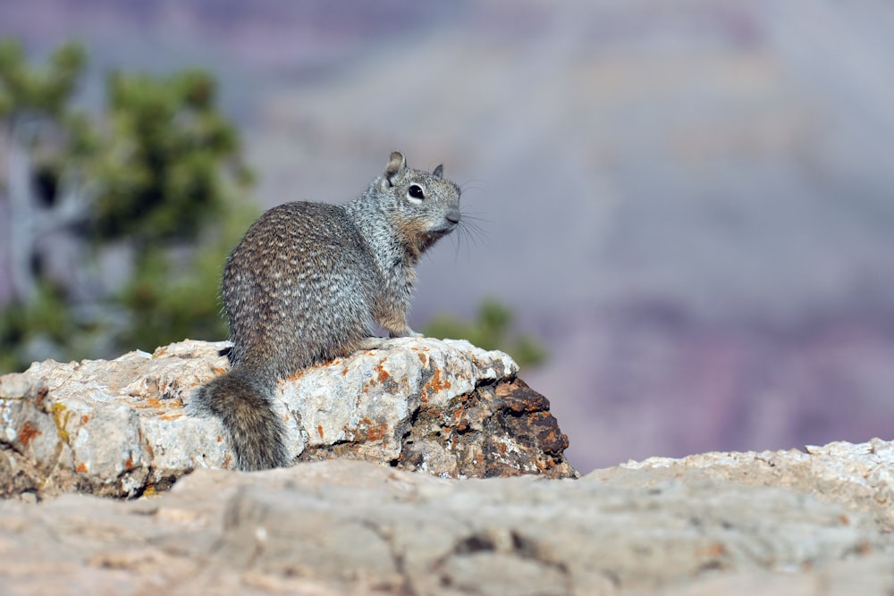 a squirrel is sitting on a rock in the wilderness