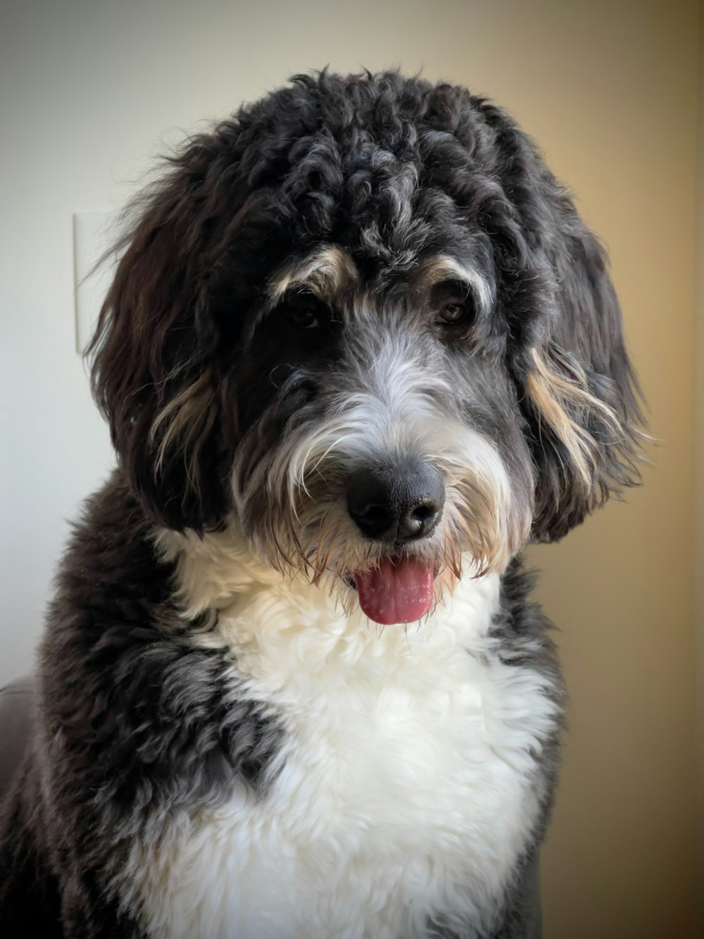 a black and white dog with his tongue out