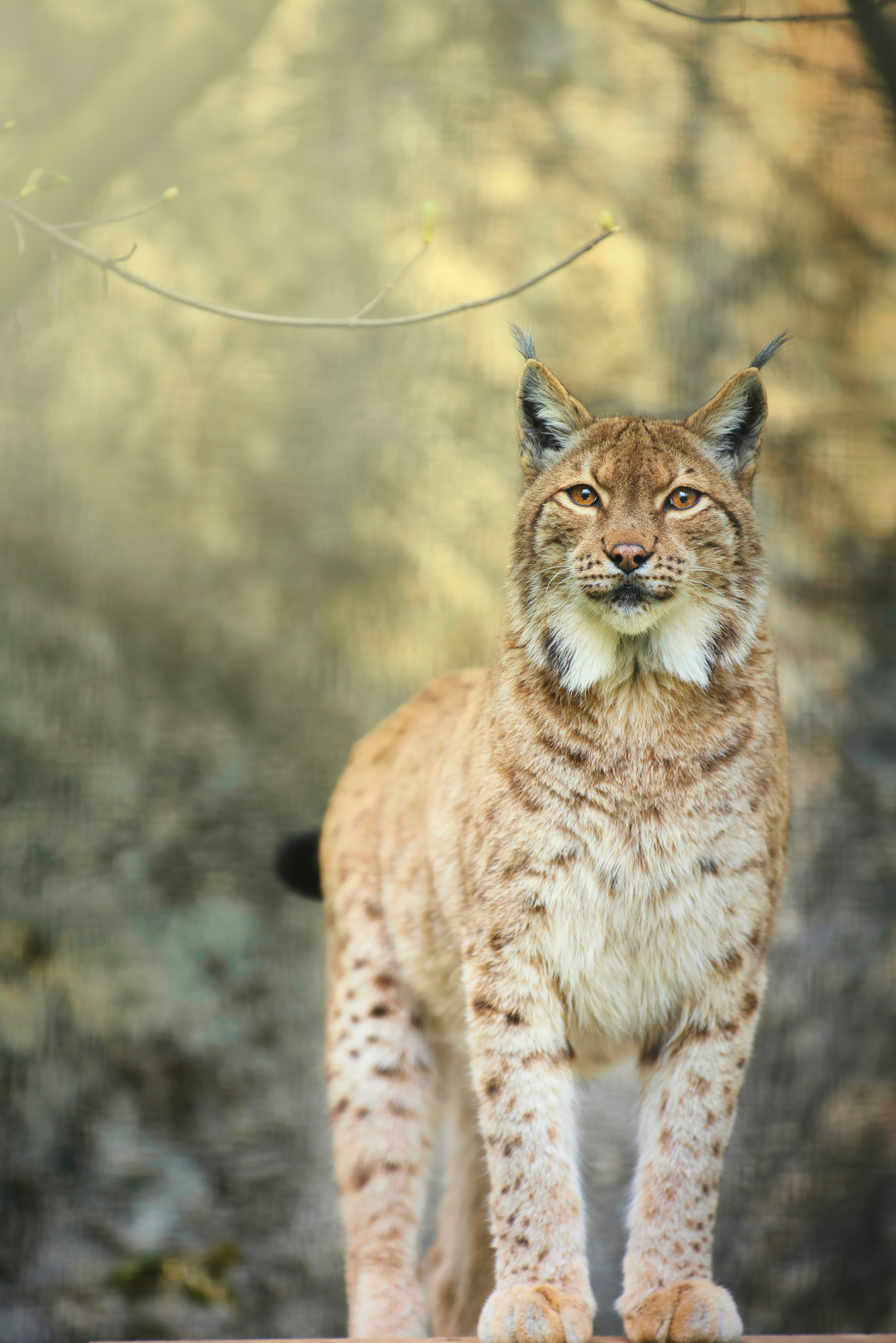 Lynx Lynx: The Charmer of Cold Climates (image credits: unsplash)