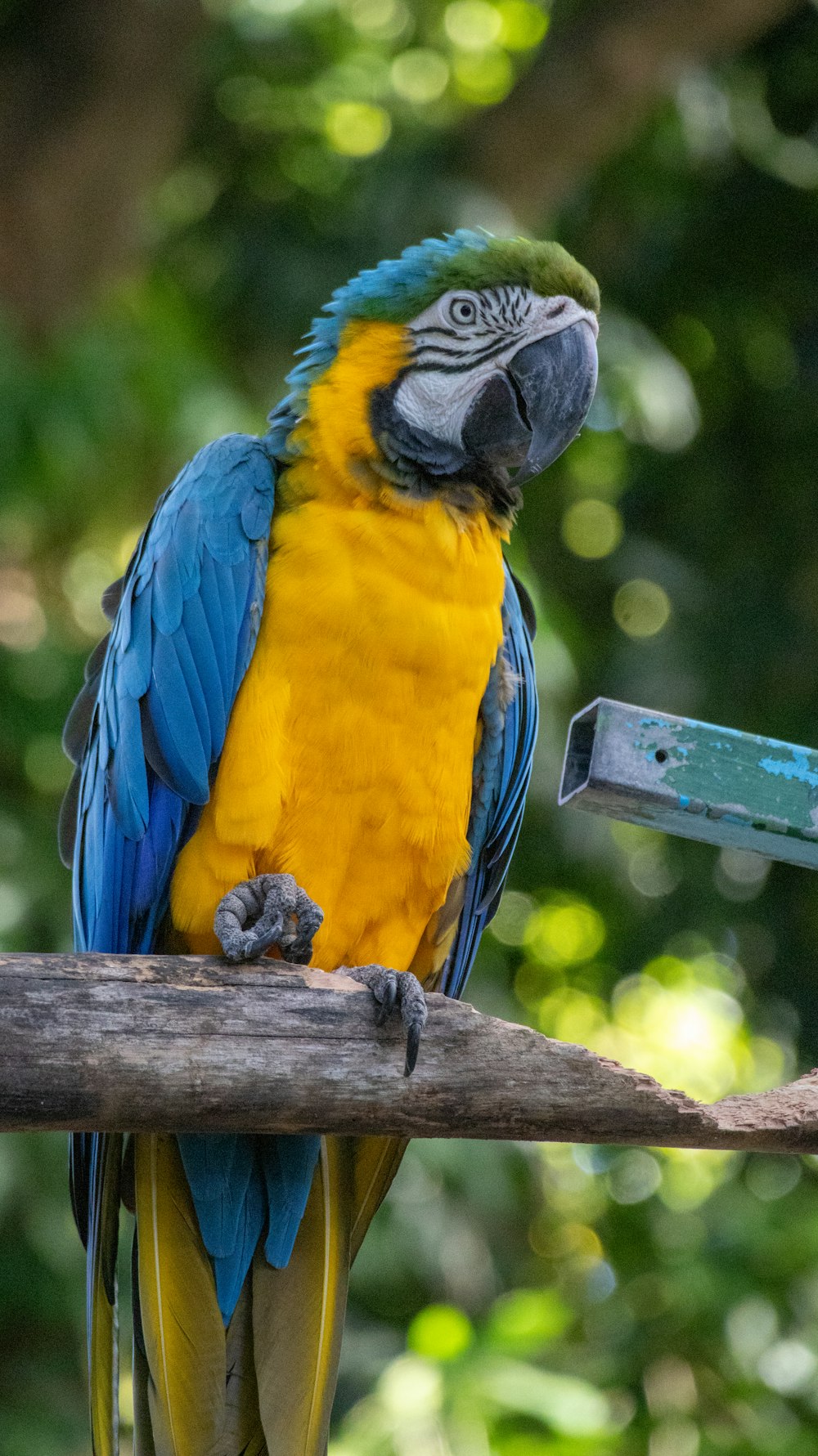 a blue and yellow parrot sitting on top of a tree branch