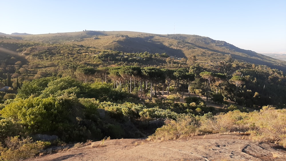 a view of a mountain with trees and bushes