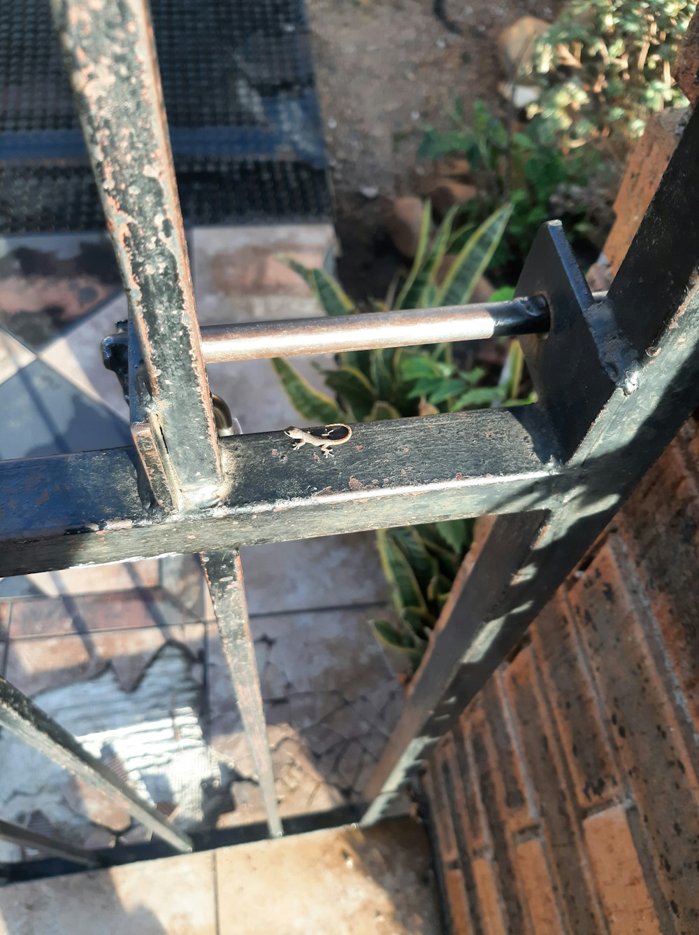 a close up of a metal gate with a plant in the background