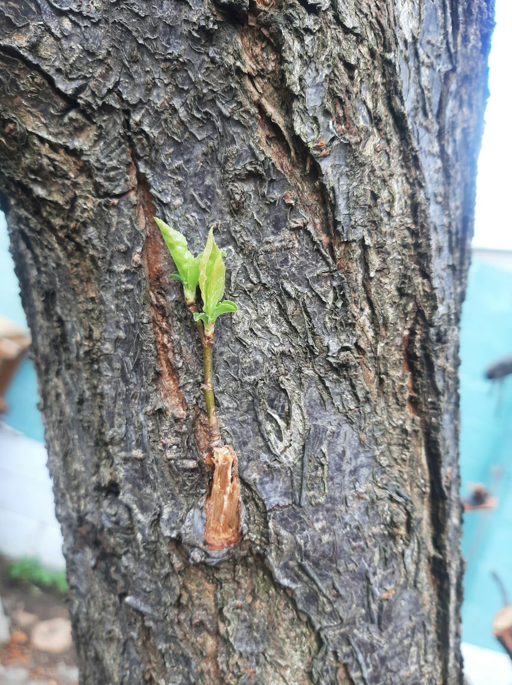 eine kleine grüne Pflanze, die auf der Rinde eines Baumes wächst
