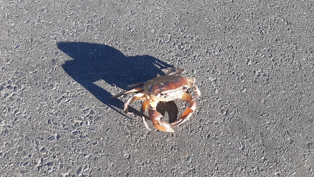 a crab with its shadow on the ground