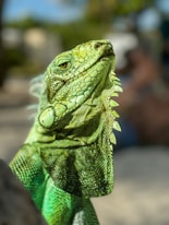 a close up of a lizard on a branch
