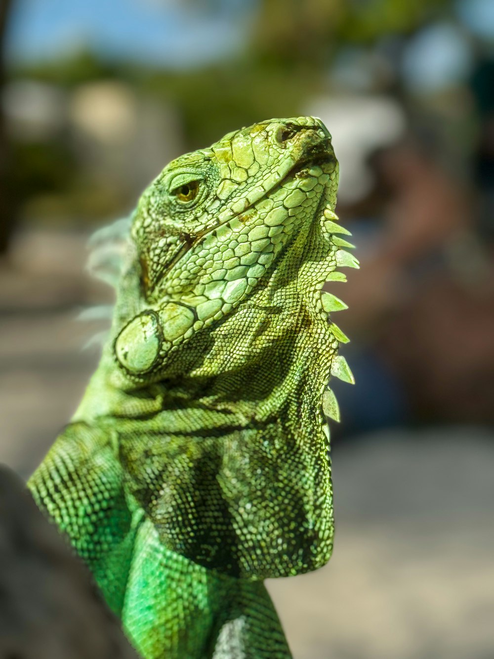 a close up of a lizard on a branch