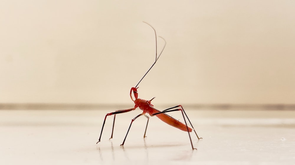 a close up of a red insect on a white surface
