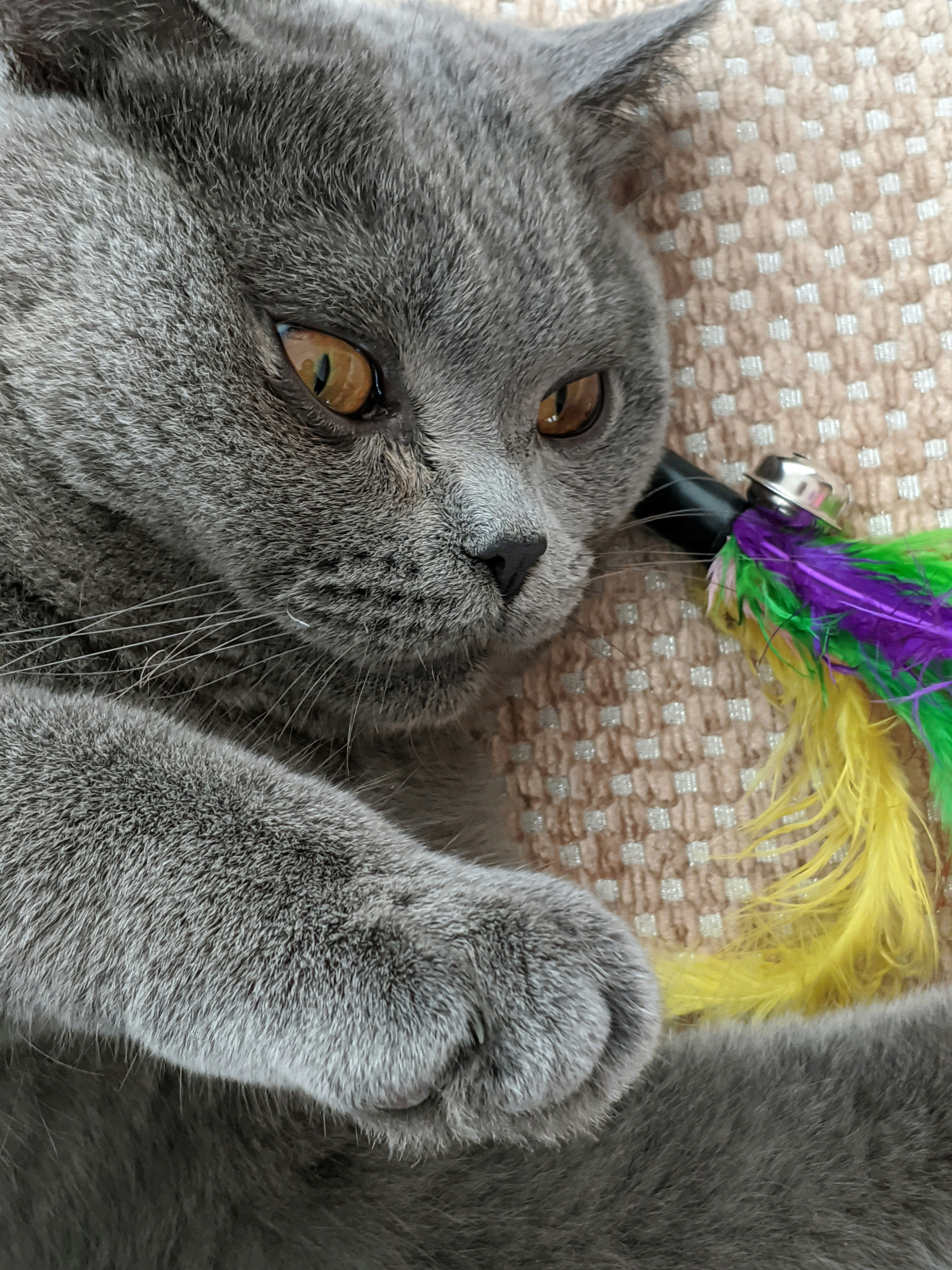 Create Hunting Simulation with Feather Wands (image credits: unsplash)