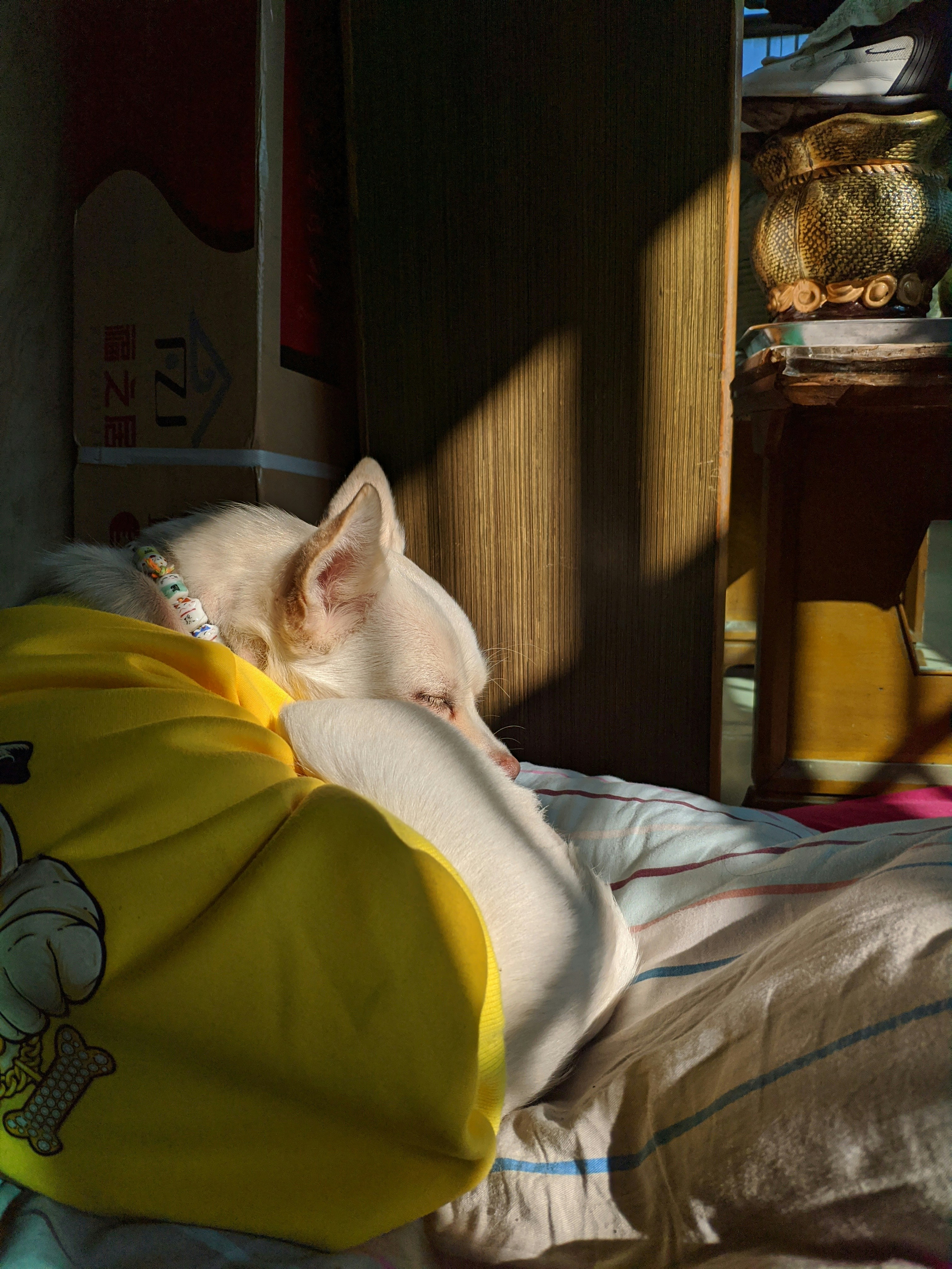A small white dog laying on top of a bed photo – Free Portrait Image on ...
