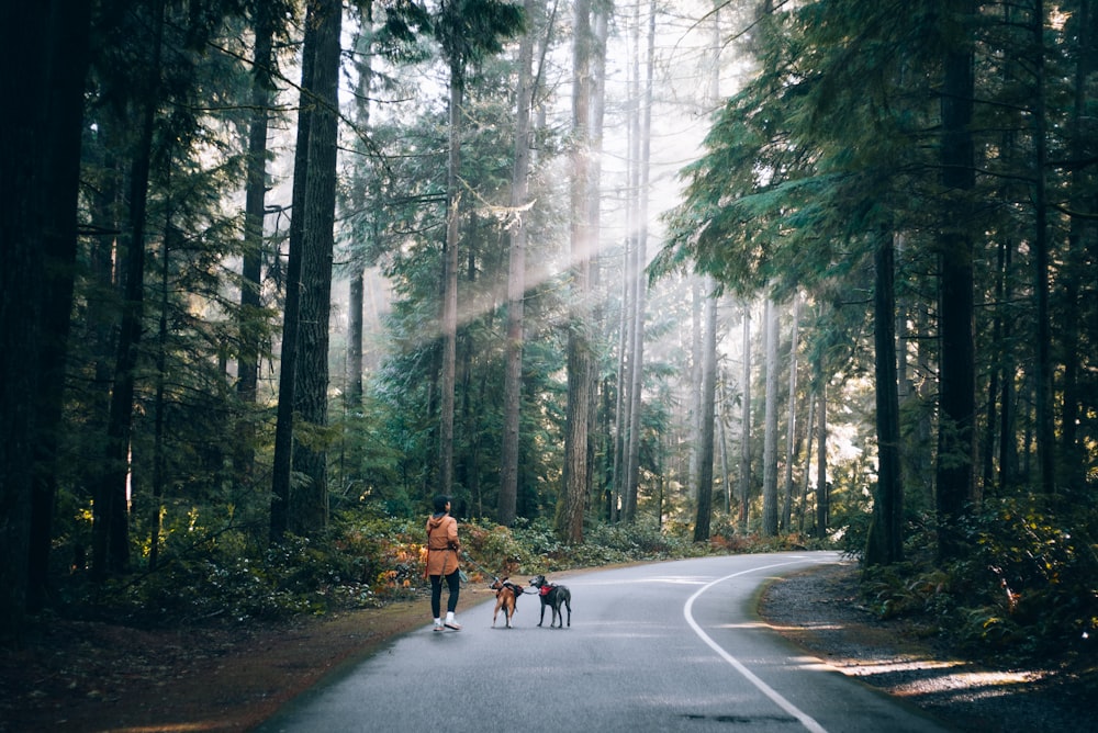 a man walking two dogs down a road in the woods