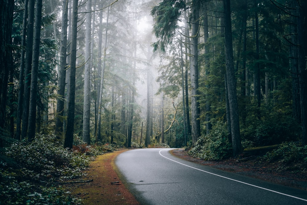 a winding road in the middle of a forest