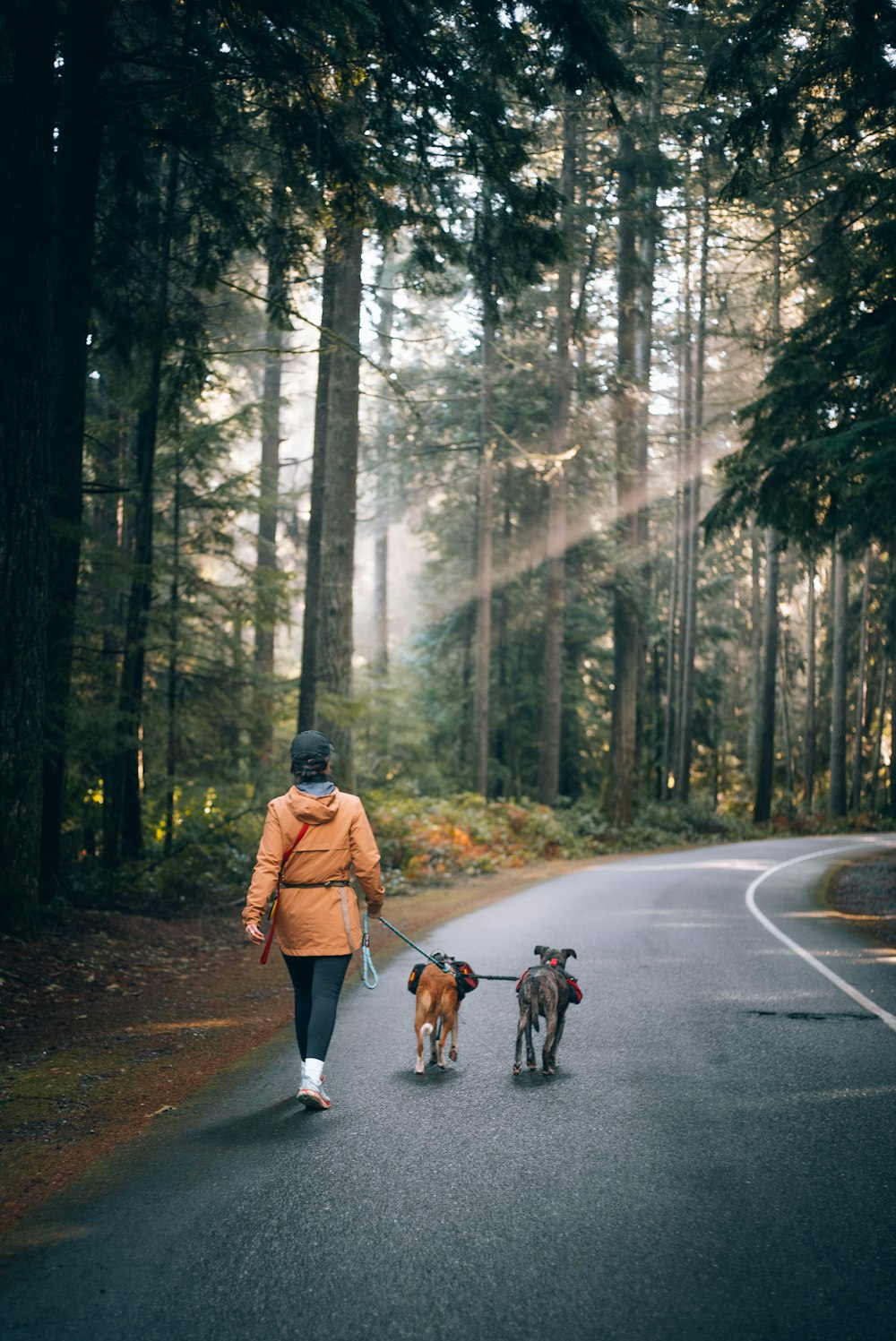 a woman walking two dogs down a road