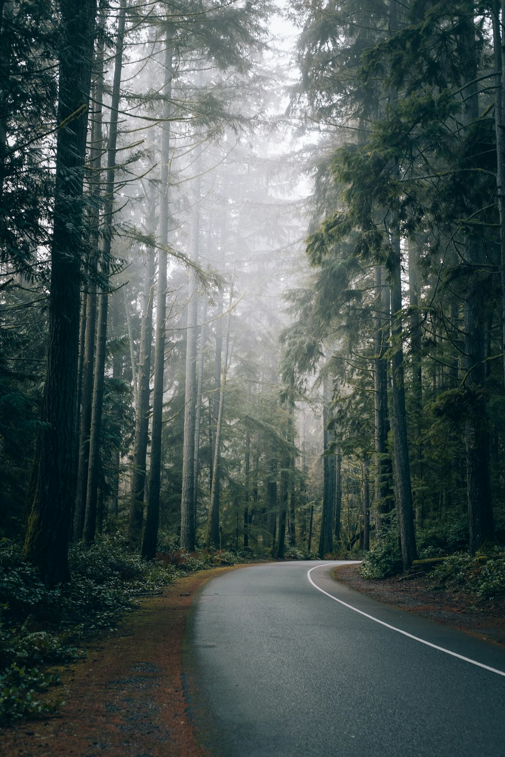 a winding road in the middle of a forest