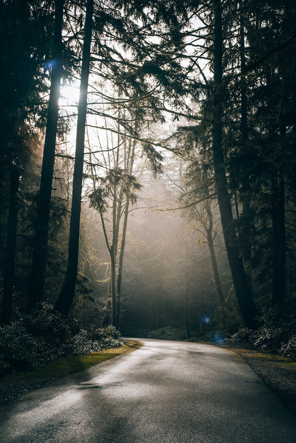 a road in the middle of a forest with sun shining through the trees