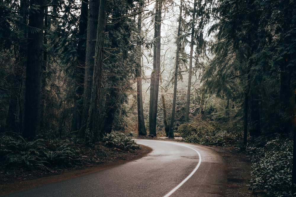 a winding road in the middle of a forest