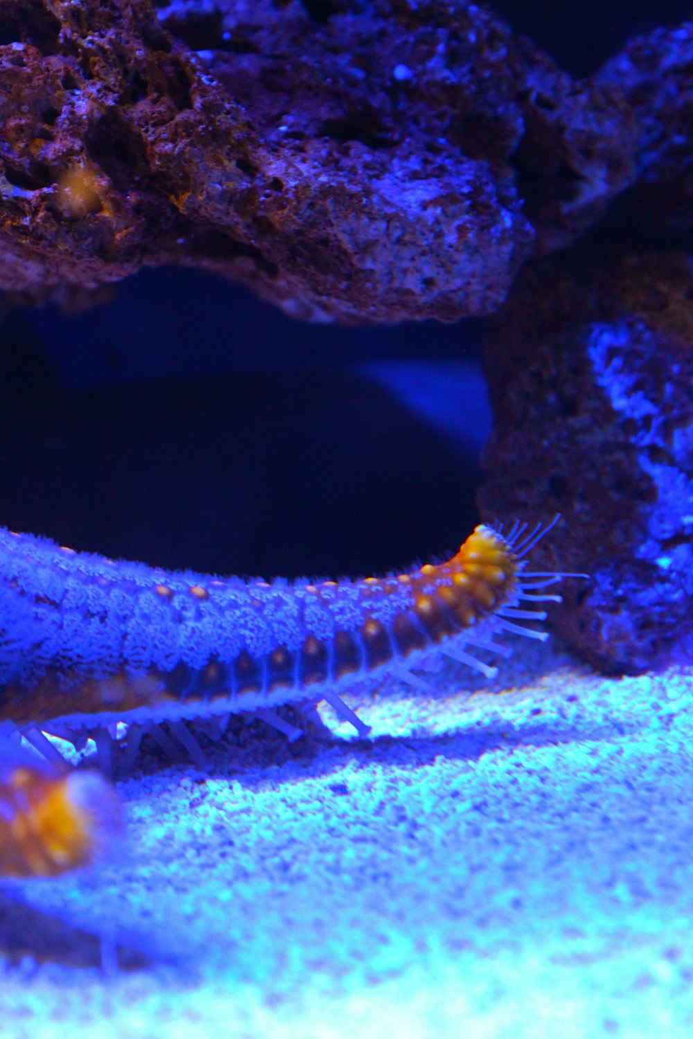 a close up of a fish in an aquarium