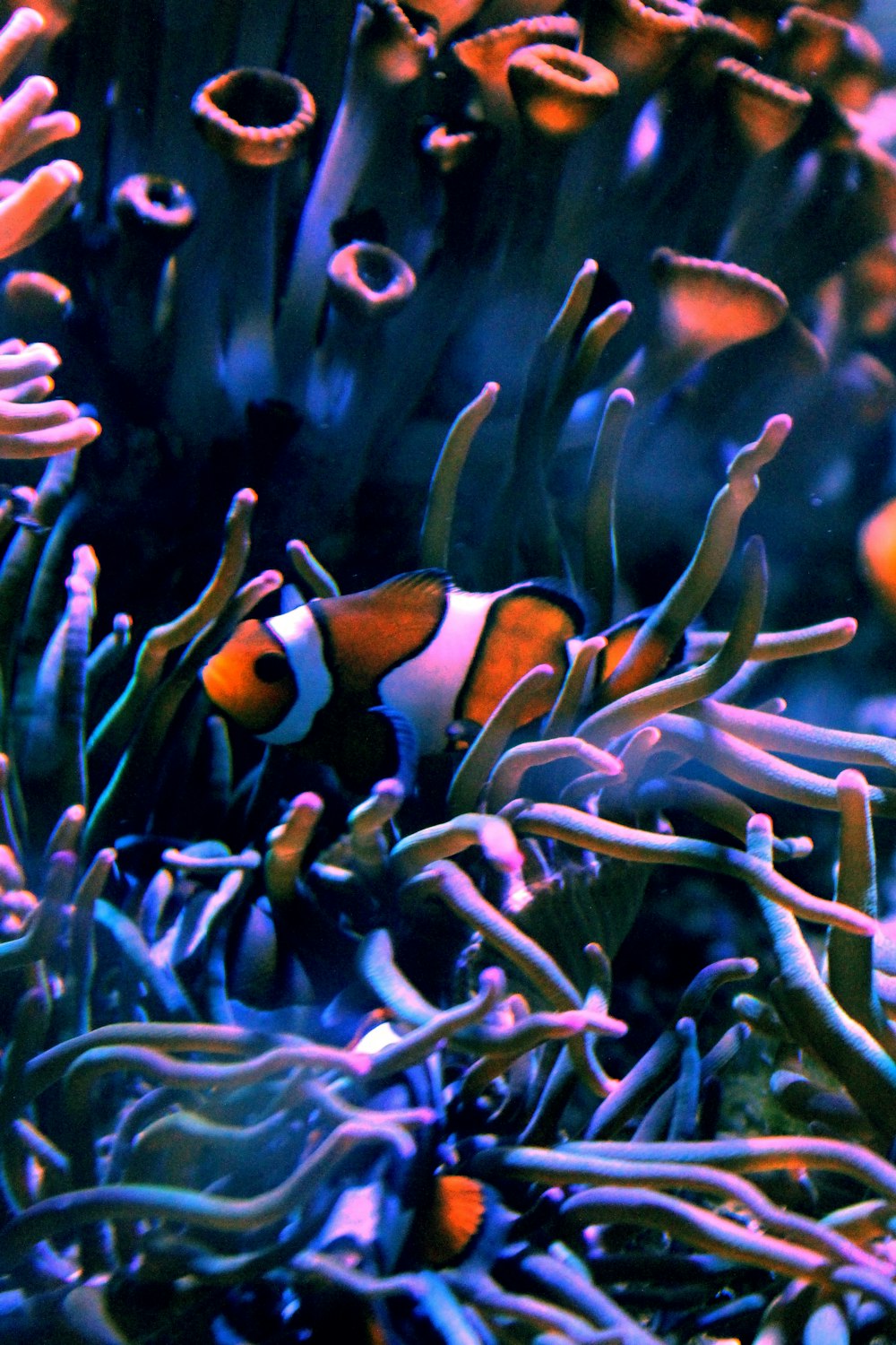 an orange and white clown fish in an aquarium