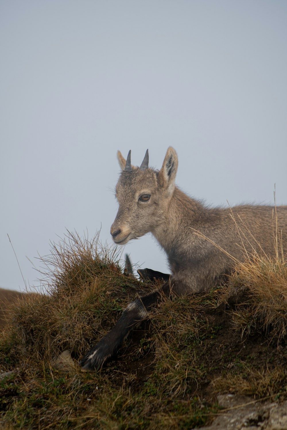 a small animal sitting on top of a grass covered hill