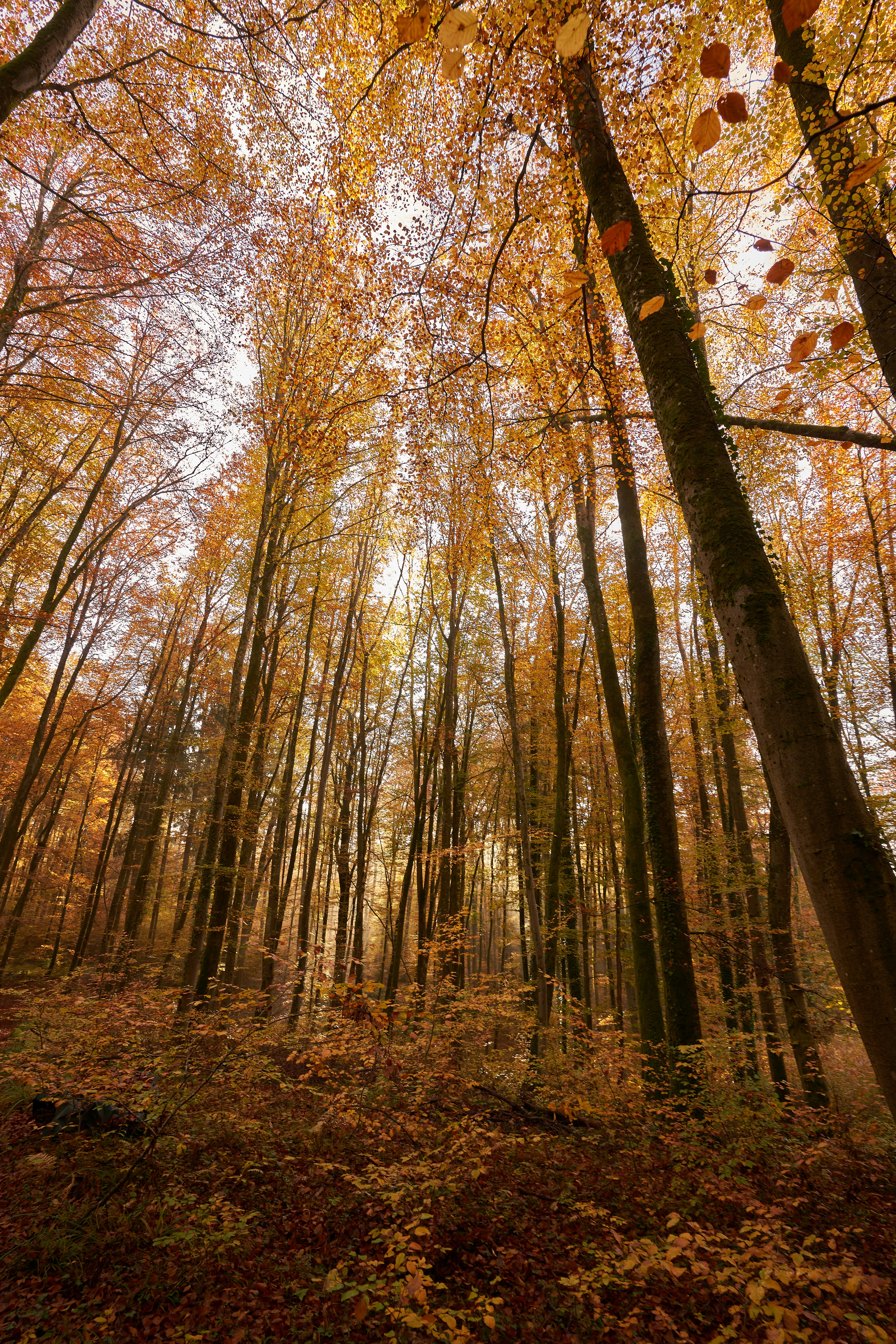 Photo by wolfgang_hasselmann