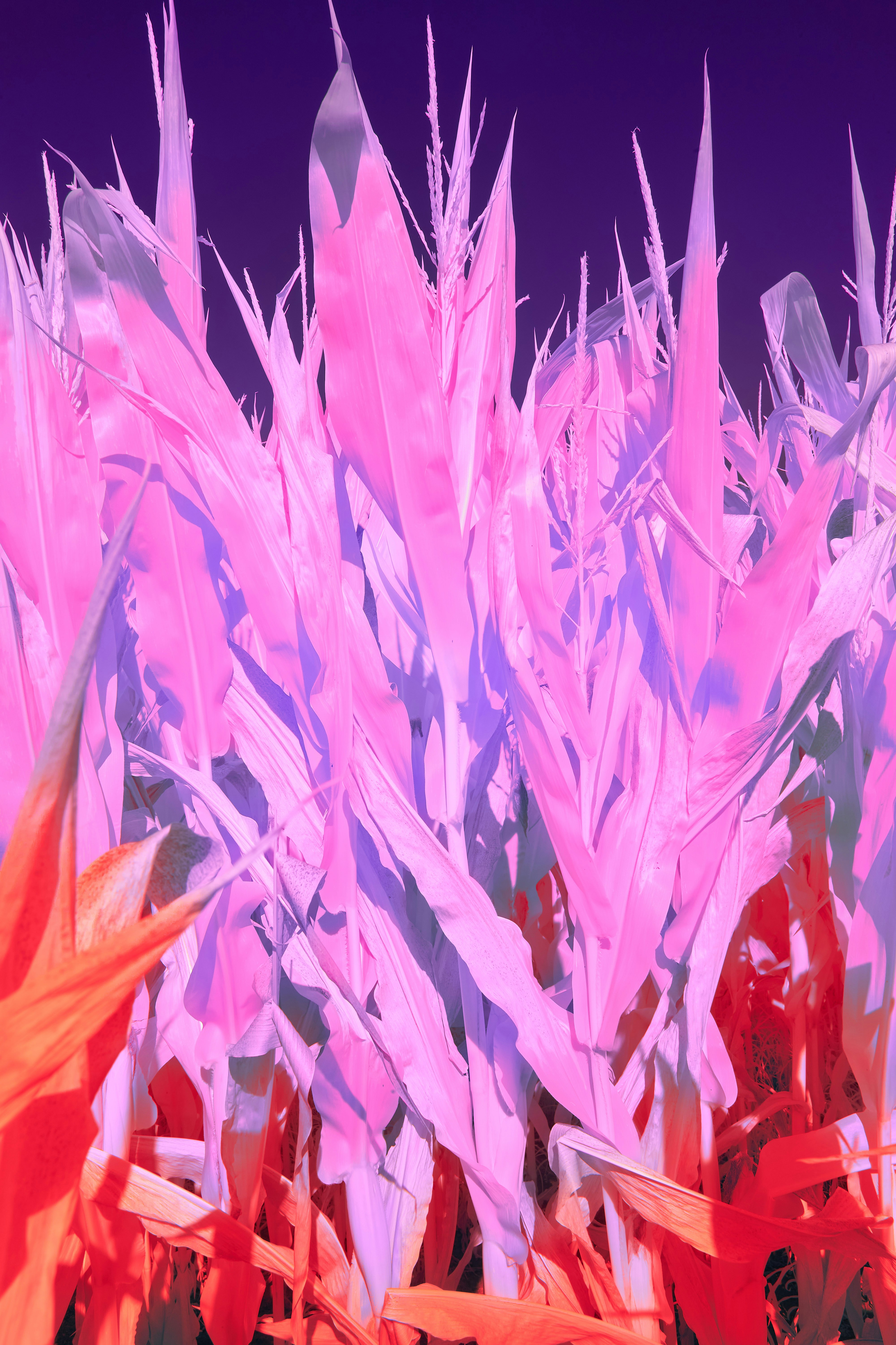 Photo by wolfgang_hasselmann