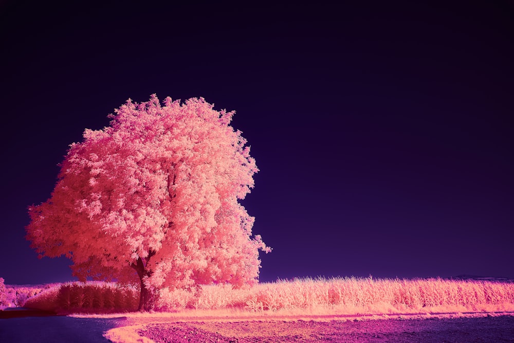 a pink tree in the middle of a field