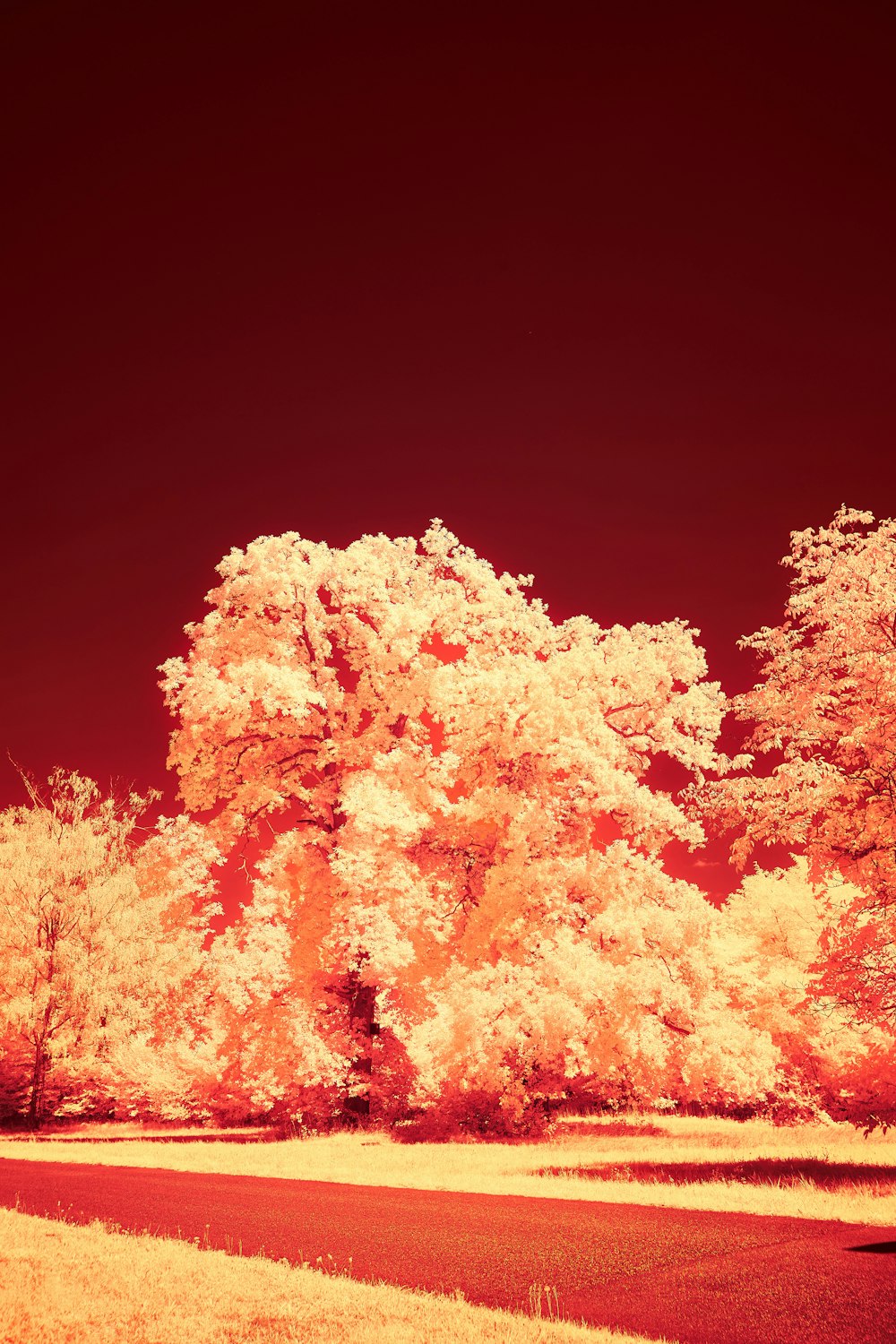 an infrared image of a tree in the middle of a field