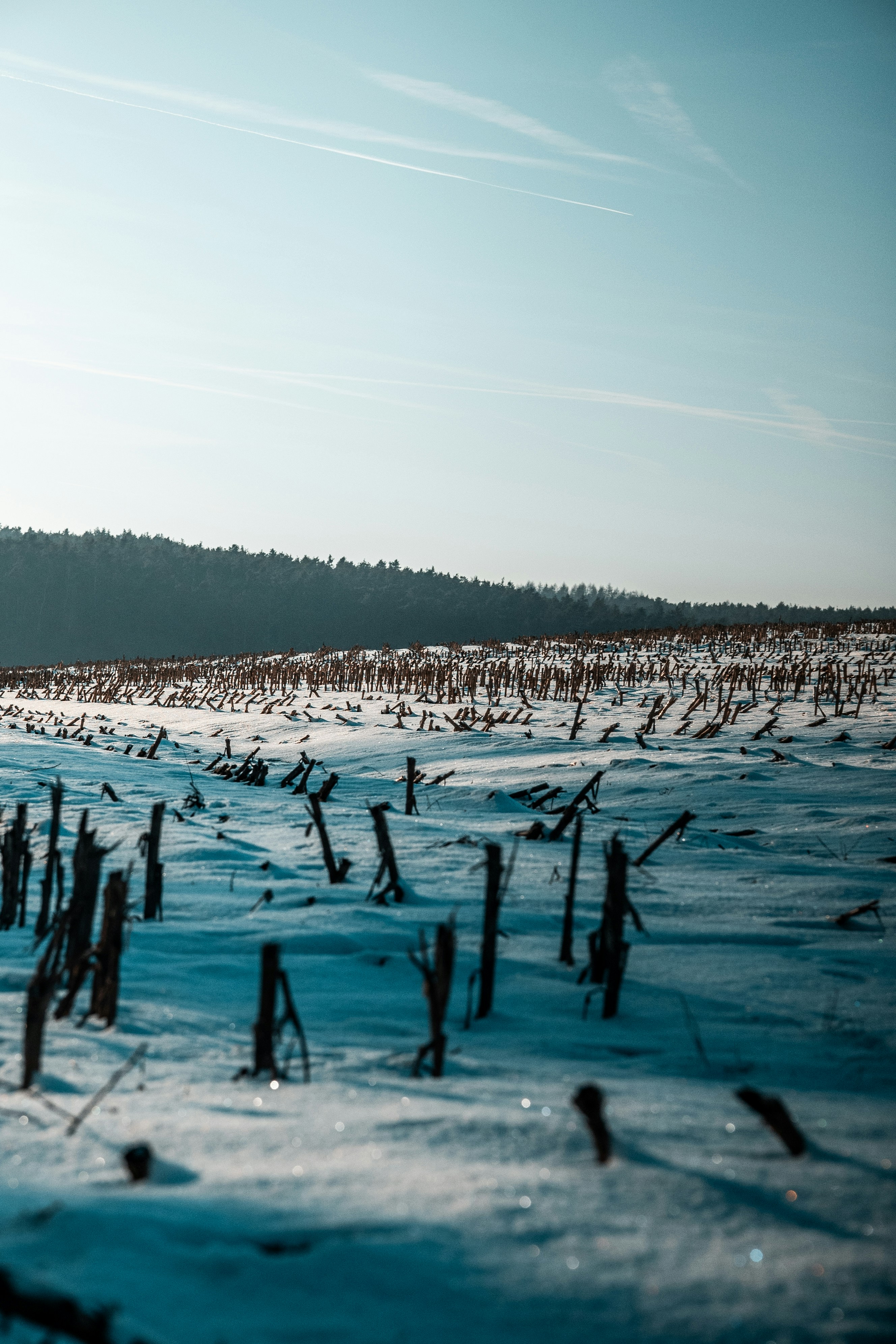 Photo by goosebumpsteam