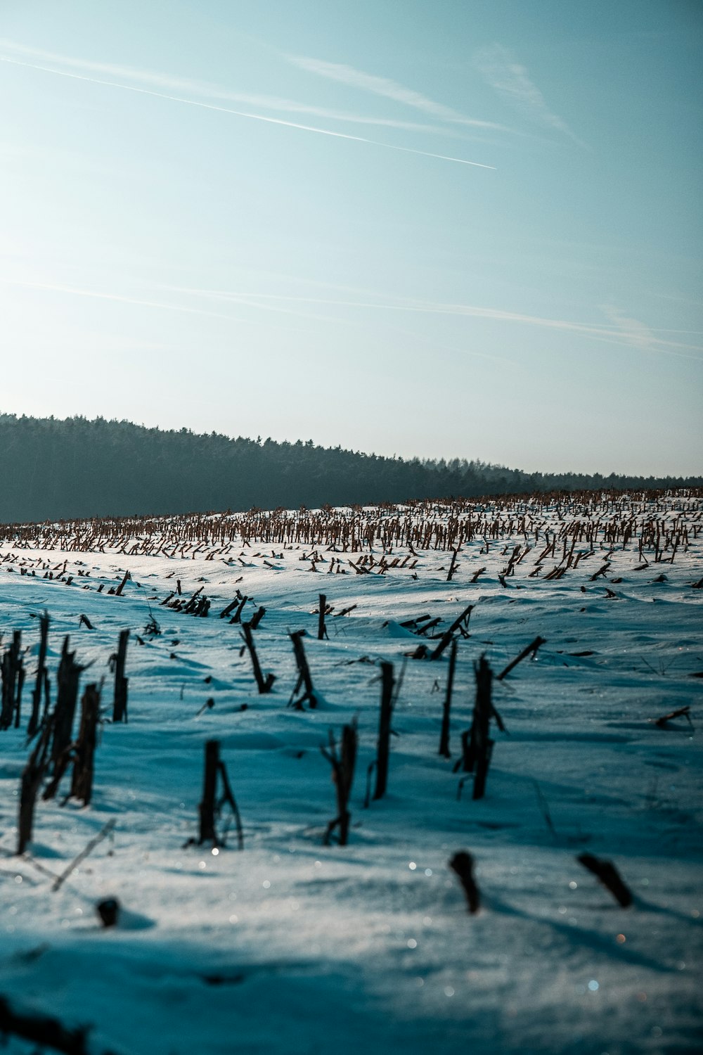 a field of dead grass covered in snow