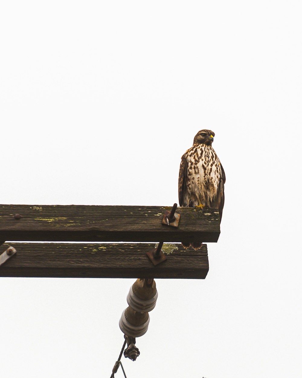 a bird is perched on a wooden bench