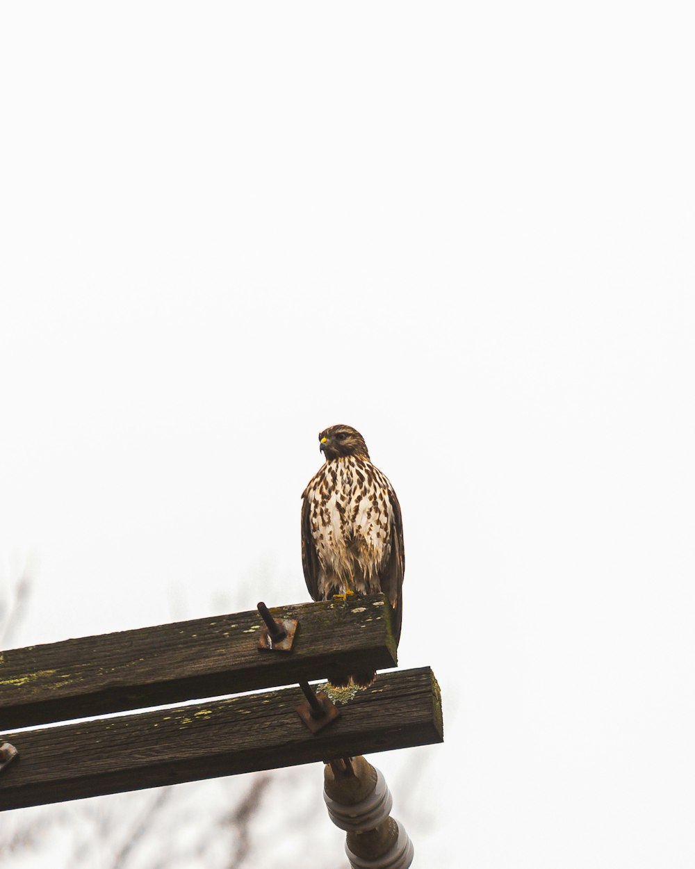 a bird sitting on top of a wooden bench
