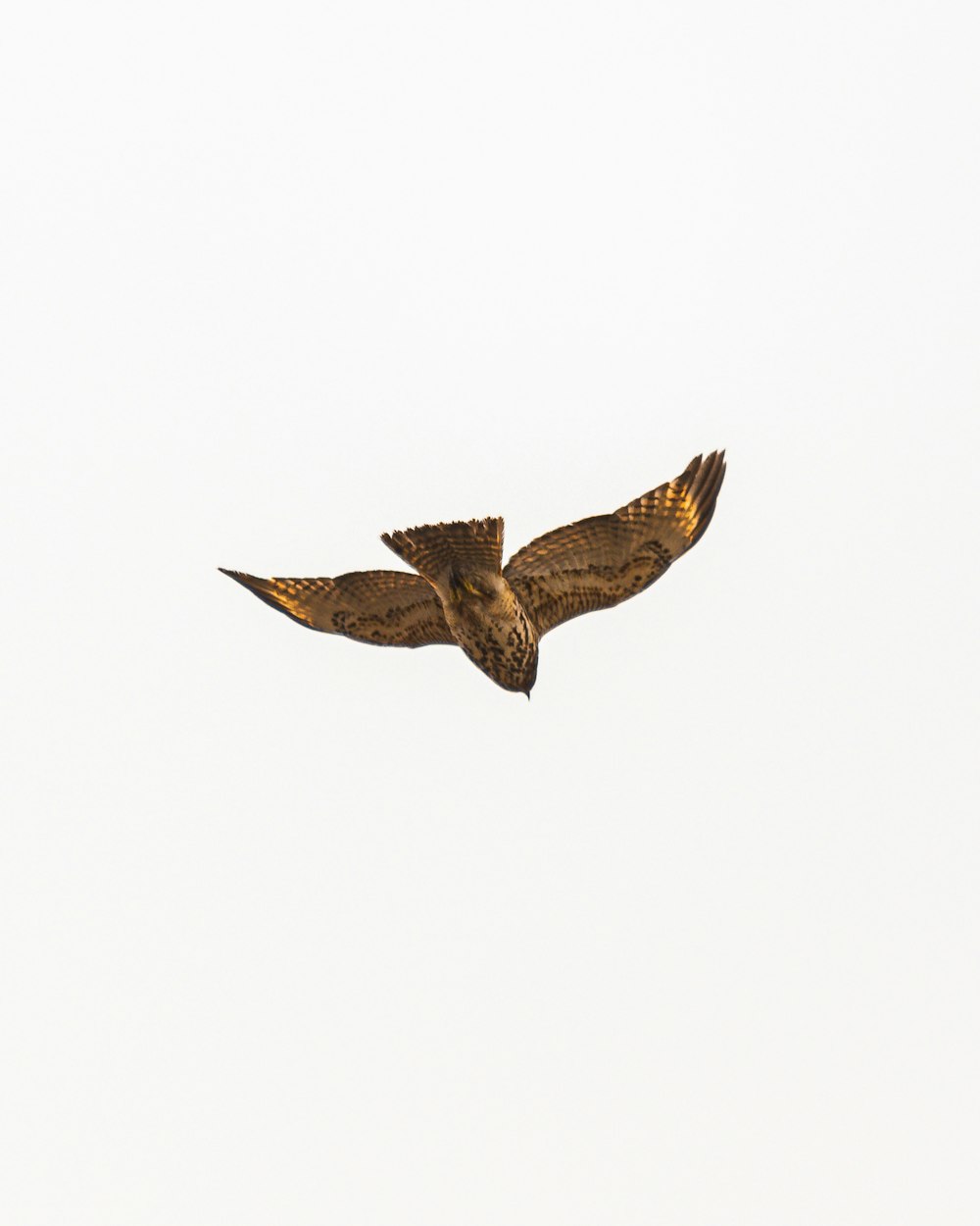 a large bird flying through a white sky