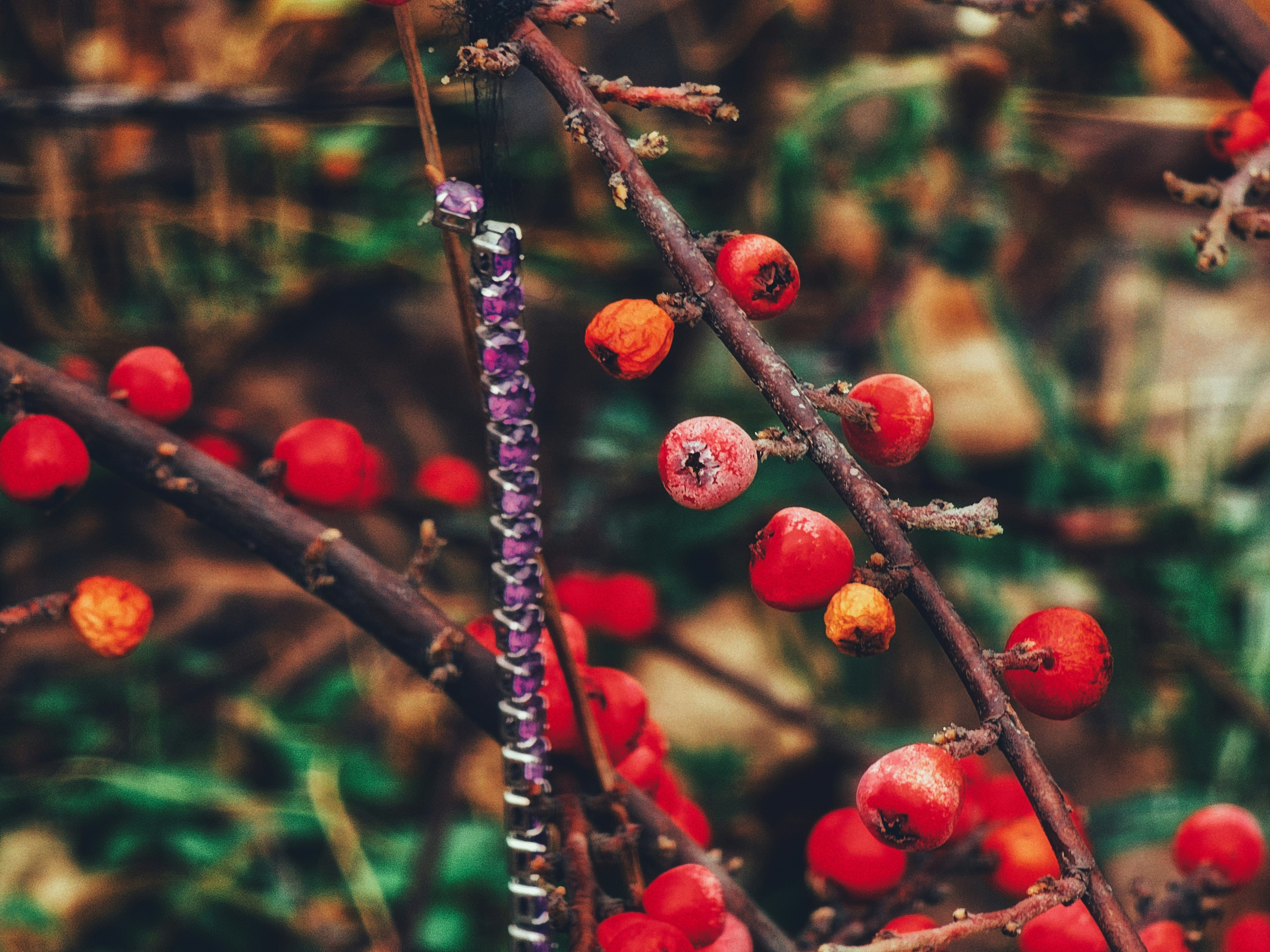 a close up of a tree with berries on it