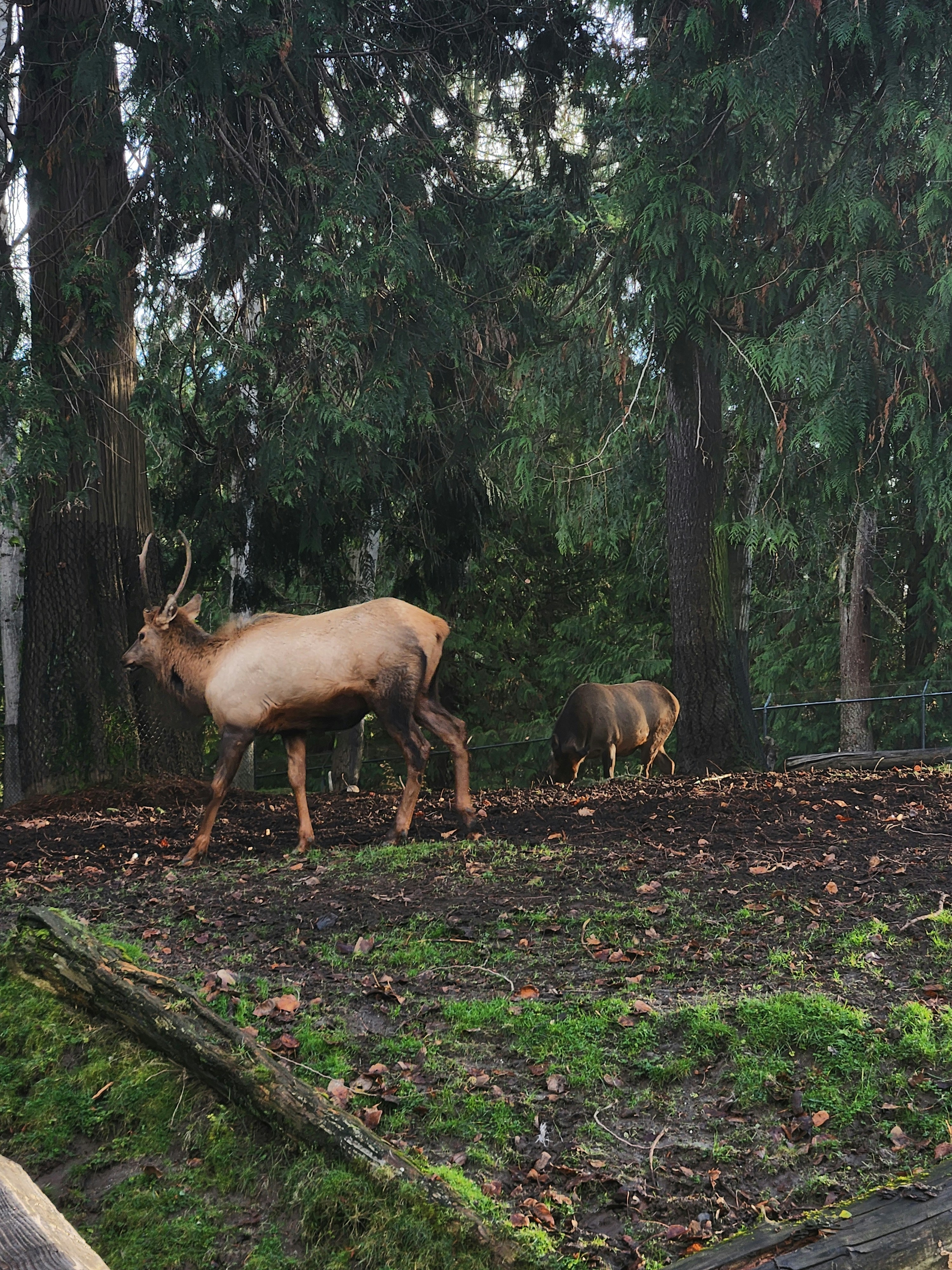 a couple of animals that are standing in the grass