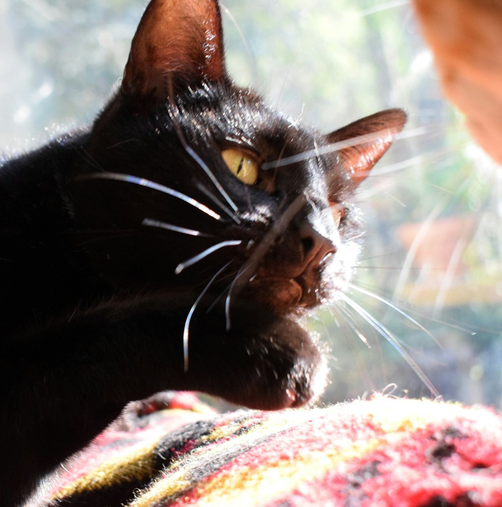 a close up of a cat near a window