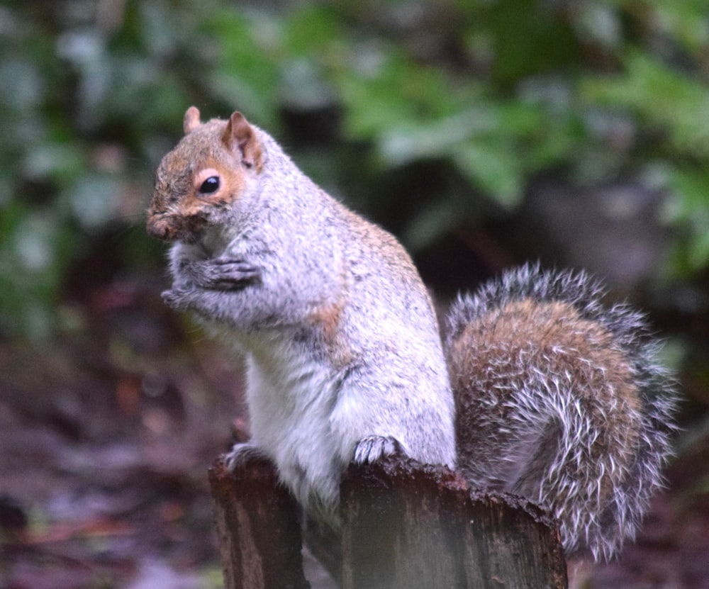 a squirrel sitting on top of a wooden post